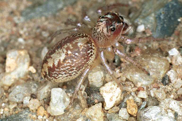 Cytaea_xanthopus_F0771_Z_85_Palmerstone park_Australie.jpg